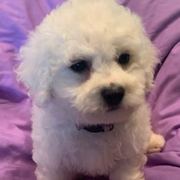 Purple Collar Female - Bichon Frise puppy from ACC Ranch