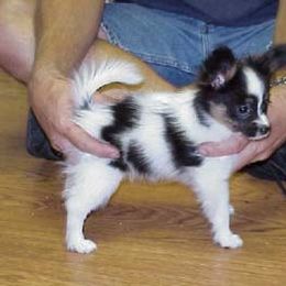 Papillon Puppies from Clearlake Papillons