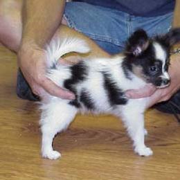 Papillon Puppies from Clearlake Papillons