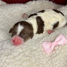 Violet - Brown and white female Aussiedoodle puppy in Gresham, Oregon from Daisys Doodles