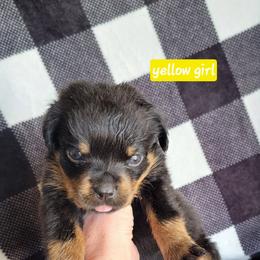 Yellow girl - Black and mahogany female Rottweiler puppy in Custer County, Oklahoma from Rough Creek Kennels