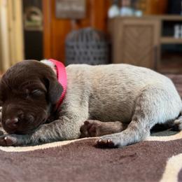 Starr - Liver and white female German Shorthaired Pointer puppy in Georgia from CMC Farms