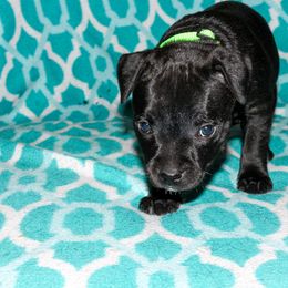 Staffordshire Bull Terrier Puppies from Ol'Wood Stafford's