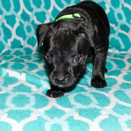 Staffordshire Bull Terrier Puppies from Ol'Wood Stafford's