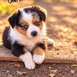 Kashton - Blue merle male Miniature American Shepherd puppy in Sanger, California from Flying M Cactus Ranch Buddies