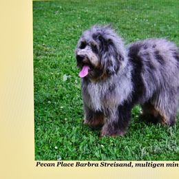 Aussiedoodle Puppies from Pecan Place Aussiedoodles