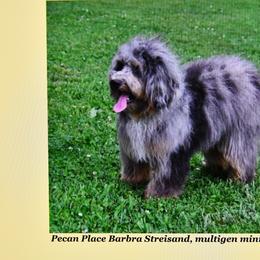 Aussiedoodle Puppies from Pecan Place Aussiedoodles