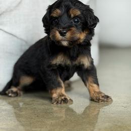 Air - Tri-color male Australian Labradoodle puppy in Clarksville, Tennessee from Fairytale Lane Australian Labradoodles