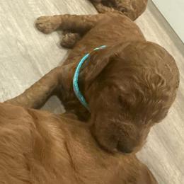 Teal Collar - Red  female Poodle puppy in Orange, Connecticut from Shamrock’s Poodles