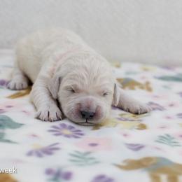Rapunzel - Light golden female Golden Retriever puppy in Lakewood, California from Cloud Nine Kennel