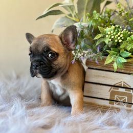 French Bulldog Puppies from Shining K Ranch