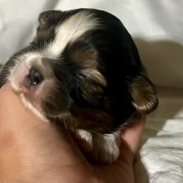 Tony - Tricolor male Shih Tzu puppy in Skipperville, Alabama from Nay Nay’s Babies