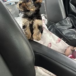 Valley - Yorkshire Terrier