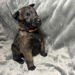 Orange - Black sable male Belgian Malinois puppy in Klamath Falls, Oregon from Stellar Malinois