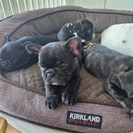 French Bulldog Puppies from Luna and London’s Puppies