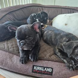 French Bulldog Puppies from Luna and London’s Puppies