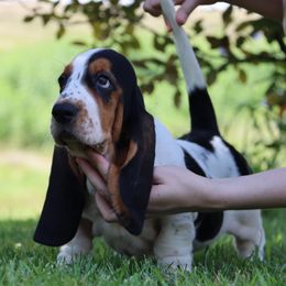 Lilac - Black brown and white female Basset Hound puppy in Pollock, Missouri from Northstar