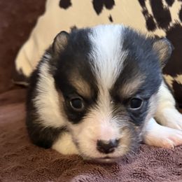 Girl 5 - Black and white female American Corgi puppy in Scottown, Ohio from Wyndy Ridge Corgis