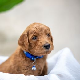 Goldendoodle Puppies from Herrera Family