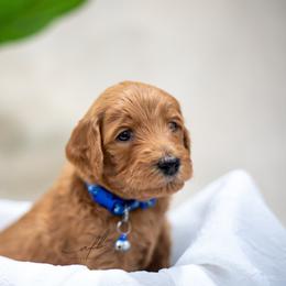 Goldendoodle Puppies from Herrera Family