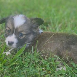 Stetson - Sable male Pembroke Welsh Corgi puppy in Orrtanna, Pennsylvania from Mountain Top Shepherd's