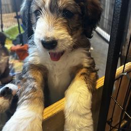 Jellybean - Brown and white female Bernedoodle puppy in St. James, Missouri from Backwoods Bernedoodles
