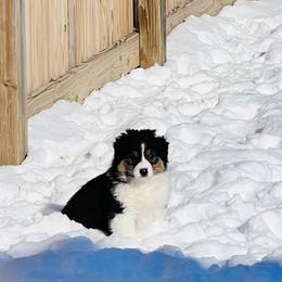 Australian Shepherd Puppies from SS Australian Shepherds