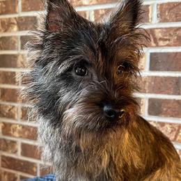 Beautiful Red Brindle Boy - Red brindle male Cairn Terrier puppy in Blaine, Tennessee from Rose Brier Pembroke Welsh Corgis