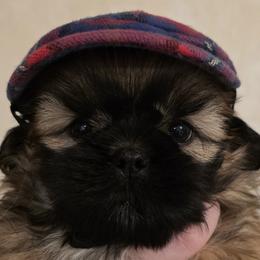 Pomeranians and Shih Tzus from Strictly Shih-Tzu