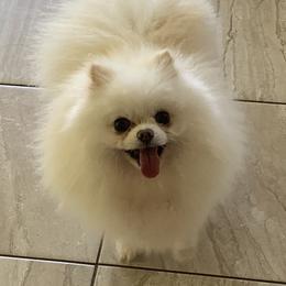 Pomeranian Puppies from Jonna's Poms