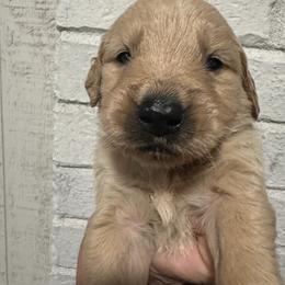 Blue - Golden male Golden Retriever puppy in Buchanan, Georgia from Morgan’s Heart of Gold Retrievers