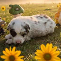 Frank - Blue merle male Toy Australian Shepherd puppy in Mountain Home, Idaho from LJK Boxers & Toy Aussies