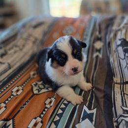 Tan collar - Black and tan female Pembroke Welsh Corgi puppy in Fallon, Nevada from Fuzzy Butt Corgies