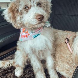 Sugar - Aussiedoodle