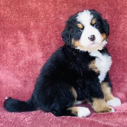 White Collar Female - Black rust and white female Bernese Mountain Dog puppy in Bristol, Tennessee from Holston Hollow Farm