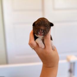 Lentil - Brown male Portuguese Water Dog puppy in Brookville, Ohio from Cornerstones Porties