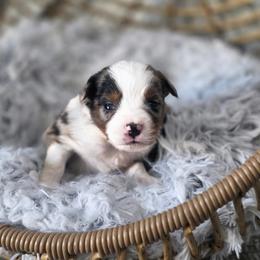Almond - Blue merle male Miniature Australian Shepherd puppy in Killen, Alabama from Wilkers Wholehearted Mini Aussies