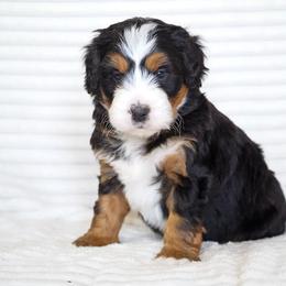 Ben - Tri-color male Bernedoodle puppy in Spencerville, Indiana from Gentle Giant Bernedoodles