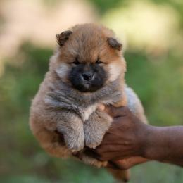 Shiba Inu Puppies from Evenfalls Shiba Inu