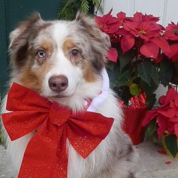 Australian Shepherd All Grown Up from Rebel Runner Australian Shepherds