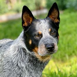 Australian Cattle Dog Puppies from Tin Roof Australian Cattle Dogs