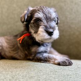 Remington - AKC - Orange - Salt and pepper male Miniature Schnauzer puppy in Wheeler, Wisconsin from Sue’s Miniature Schnauzers