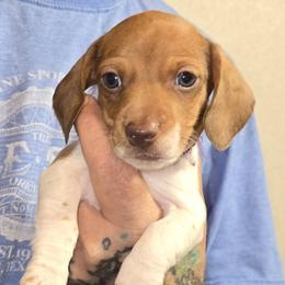 Puzzle - Piebald male Dachshund puppy in New Caney, Texas from BouncinMiniWeenies