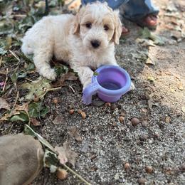 Almond - Caramel cream male Labradoodle puppy in Somerset, California from Annie’s Animals