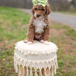 Linen - Red  female Goldendoodle puppy in Whitesburg, Georgia from Asbury & Co Farms