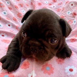 Sarah - Brindle and white female French Bulldog puppy in Greenfield, Missouri from Hope Mountain French Bulldogs