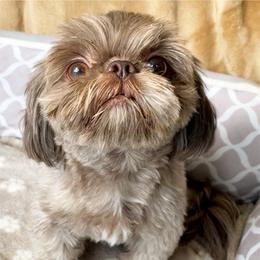 Mochi - Shih Tzu