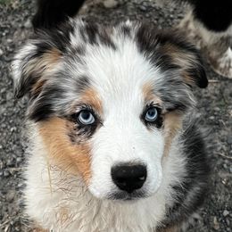 Australian Shepherd Puppies from Bears Paw Aussies