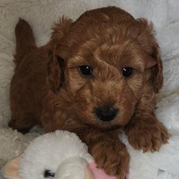 BIG MAMA - Apricot female Poodle puppy in San Tan Valley, Arizona from Desert Storm Poodles