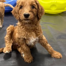 Athena-light blue - Red  female Goldendoodle puppy in Chino Valley, Arizona from Whiskey Row Royals